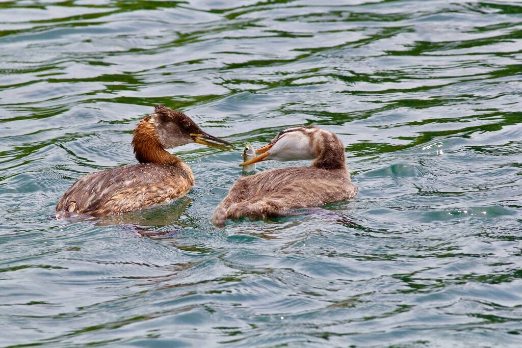red necked grebe feeding the young ones by theharv58 is licensed under CC BY 2.0.
